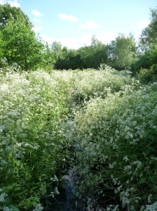 Millennium Green 041