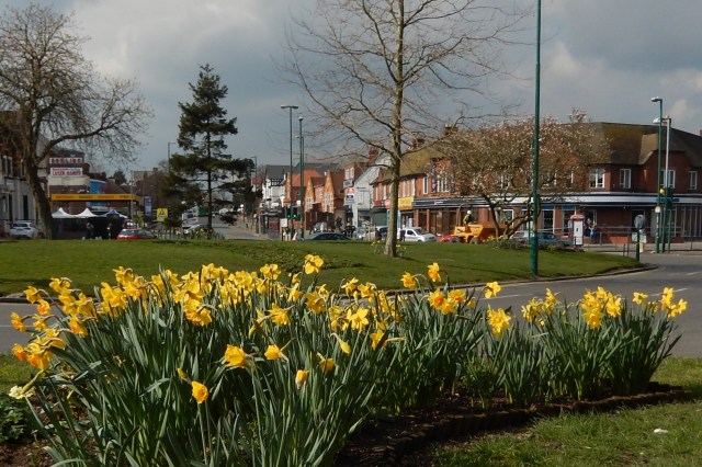 Daffodils brightening up Pigeon Island.