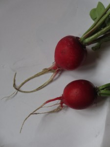 The first produce to be enjoyed. Tasty radishes!