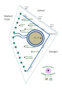 orchard plan showing trees planted