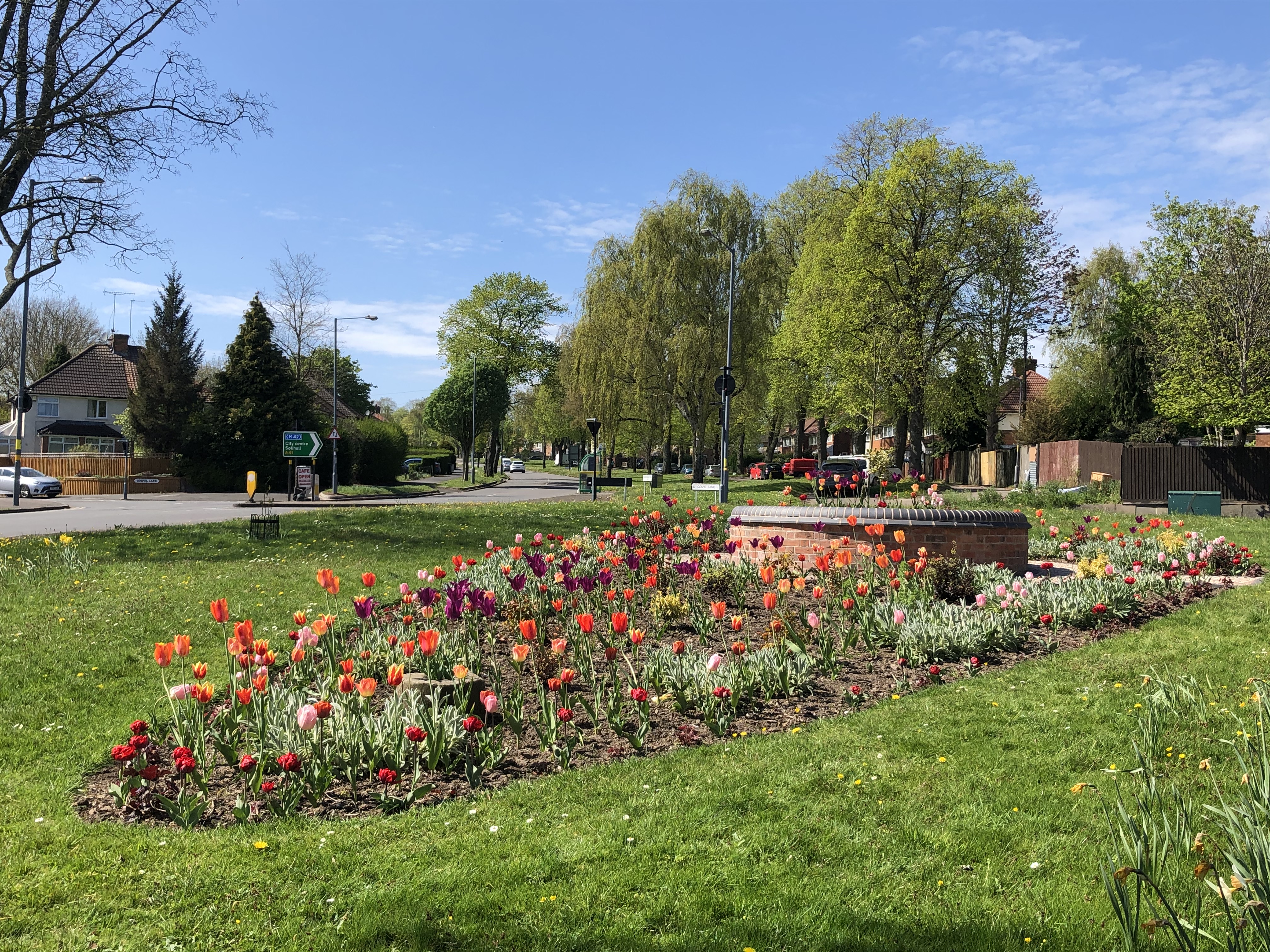Triabout Tulips
